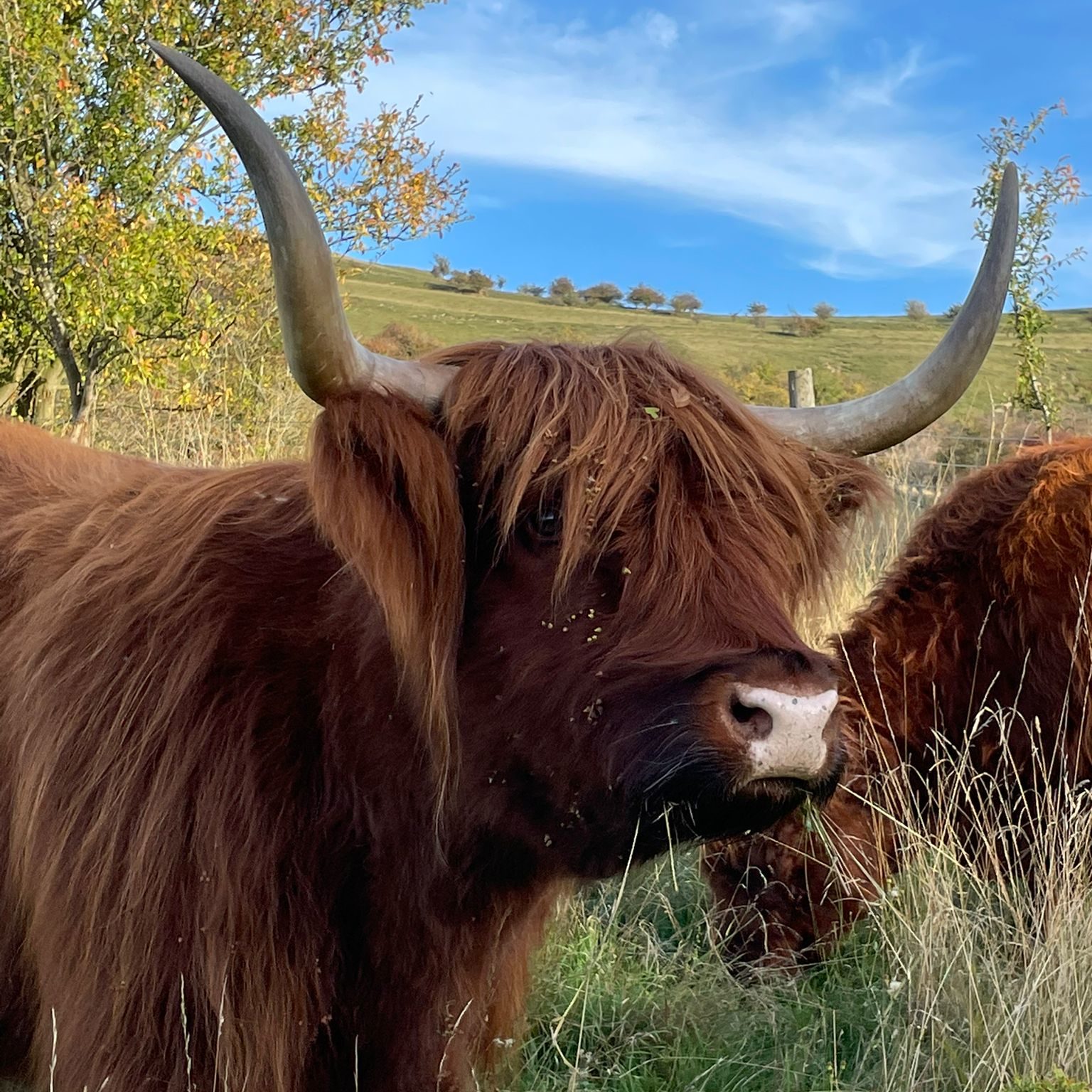 Majestic the bull the wild life trust bought with Fill Refill's donation