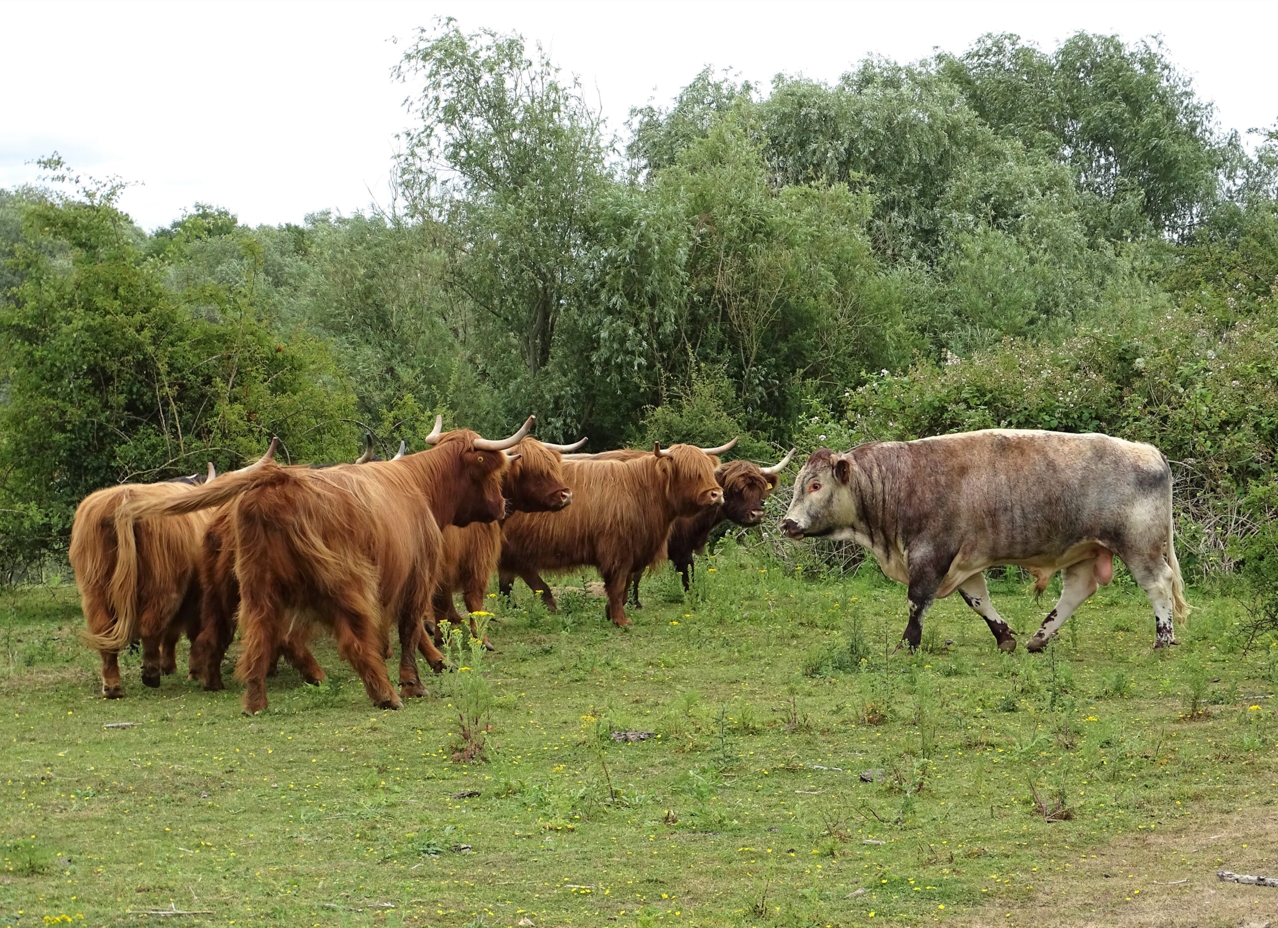 Bull at the wild life trust Northamptonshire